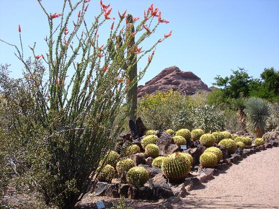 Desert Botanical Garden-Phoenix